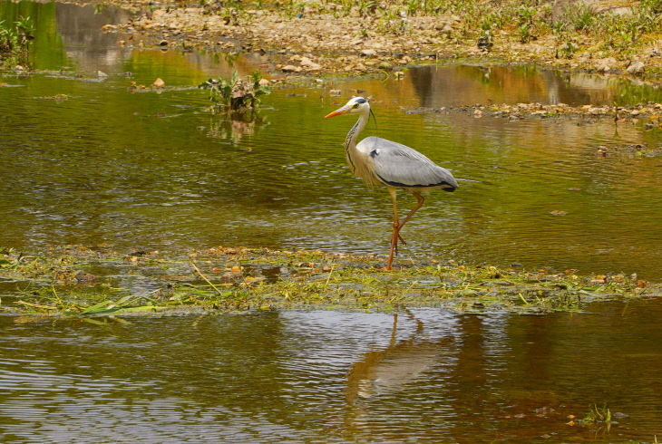 [12-6.제민천에 사는 왜가리(사진 명예기자 박진희)