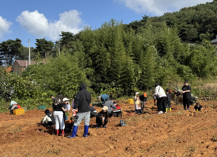 3. 고구마체험 사진(1)