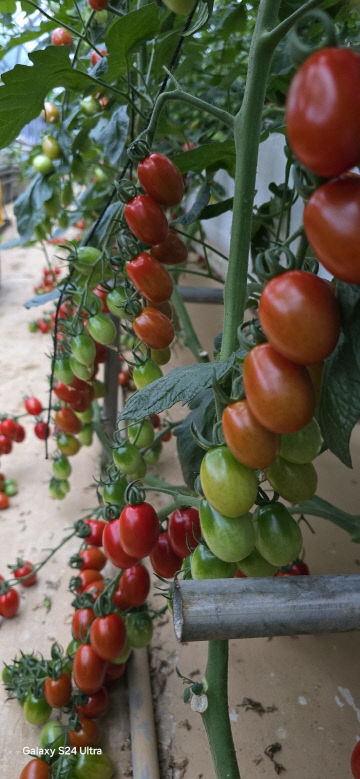 토마토, 농부의 손끝에서 피어나는 자연의 예술1(디요라)