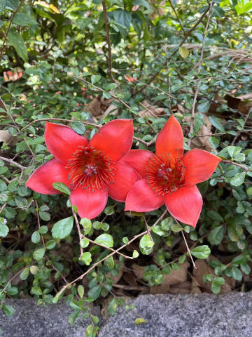 봄의 불꽃 중국 남방의 목면화를 아시나요-최효정