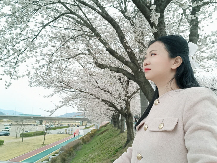기사2-무한천 벚꽃